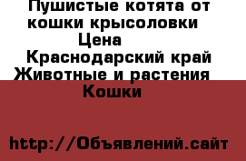 Пушистые котята от кошки крысоловки › Цена ­ 1 - Краснодарский край Животные и растения » Кошки   